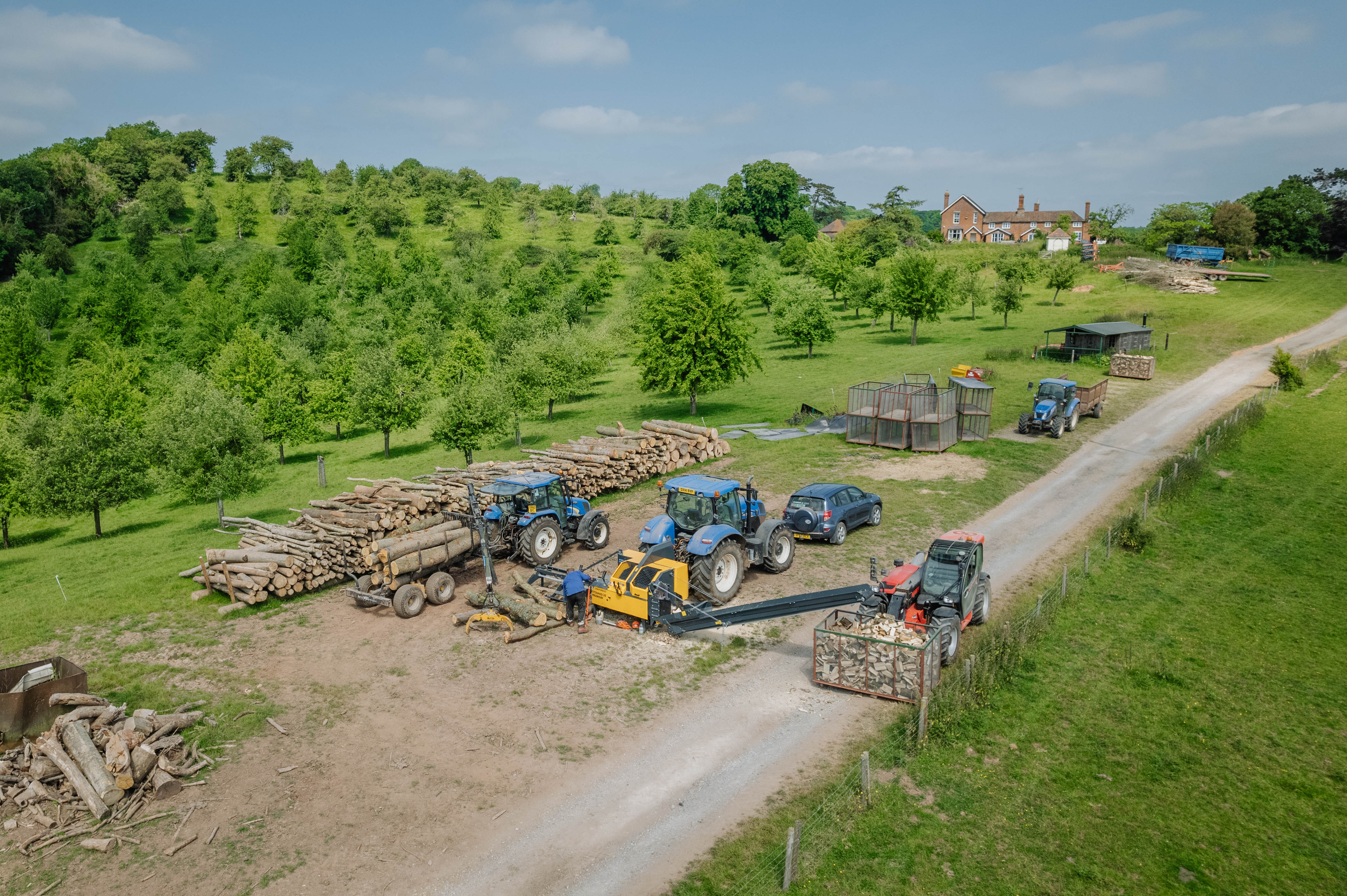 Freshly cut oak logs